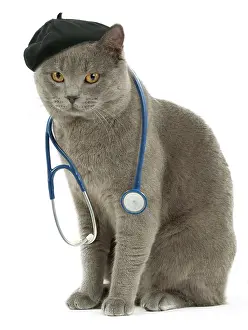 Stethoscope: Cat - with stethoscope and hat