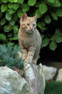 Pieces: Cat on a stone garden border - France