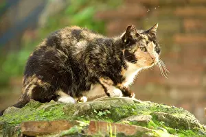 Tortoiseshells: Cat - on stone wall