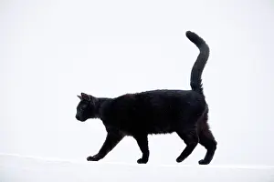 Stray: Cat - Stray