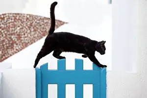 Stray: Cat - Stray