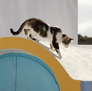 Stray: Cat - Stray