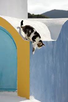 Stray: Cat - Stray