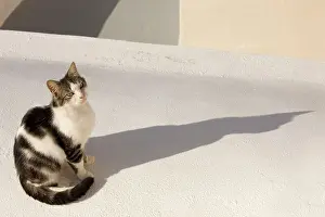 Stray: Cat - Stray
