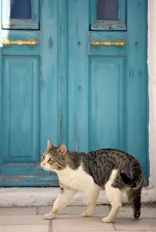 Stray: Cat - Stray