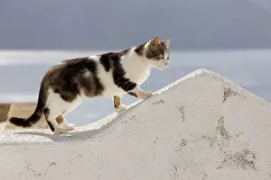 Stray: Cat - Stray