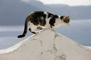 Stray: Cat - stray