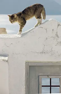 Stray: Cat - Stray