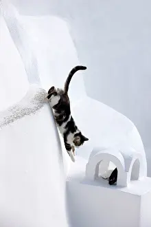 Stray: Cat - Stray