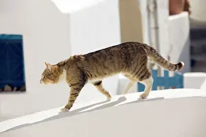 Stray: Cat - Stray