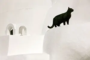Stray: Cat - Stray