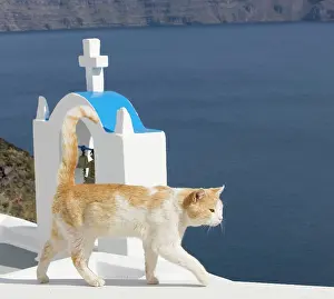 Stray: Cat - Stray