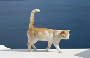 Stray: Cat - Stray