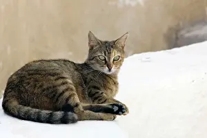Stray: Cat - Stray