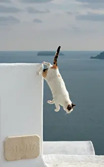 Stray: Cat - Stray
