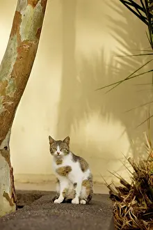 Stray: Cat - Stray