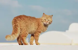 Stray: Cat - Stray