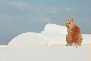 Stray: Cat - Stray