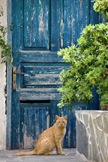 Stray: Cat - Stray