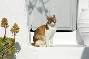 Stray: Cat - Stray