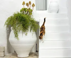Stray: Cat - Stray