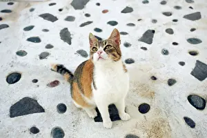 Stray: Cat - Stray