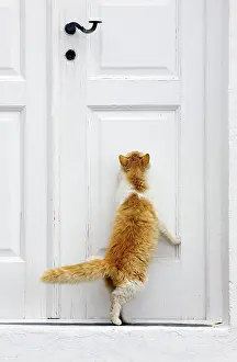Stray: Cat - Stray