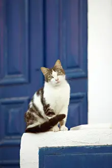 Stray: Cat - Stray