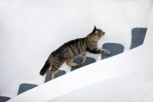 Stray: Cat - Stray