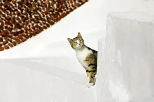 Stray: Cat - Stray