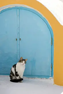 Stray: Cat - Stray