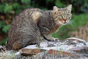 Stray: Cat - stray