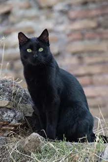 Stray: Cat - stray