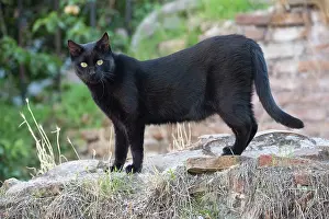 Stray: Cat - stray