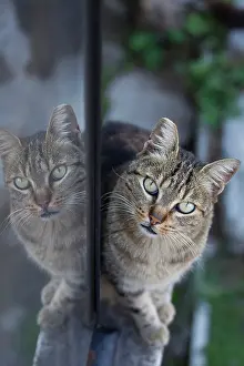 Stray: Cat - stray