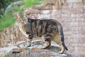 Stray: Cat - stray