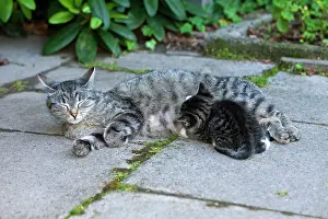 Suckle: Cat - suckling kitten outdoors