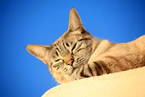 Andy Teare: Cat in the sun against a blue sky