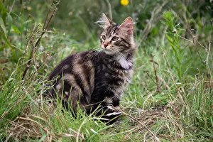 Monocotyledones: Cat surprised sitting in tall grass