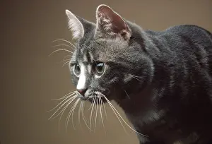 Whiskers: CAT - tabby