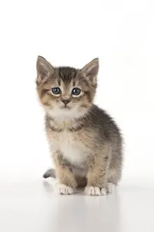 080119: CAT. Tabby ( 6 wks old )kitten cross breed half Somali