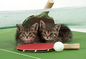 Tennis: Cat Tabby 9 week old kitten on Table Tennis set