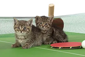 Tennis: Cat Tabby 9 week old kitten on Table Tennis set