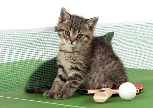 Tennis: Cat Tabby 9 week old kitten on Table Tennis set