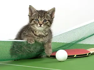 Tennis: Cat Tabby 9 week old kitten on Table Tennis set