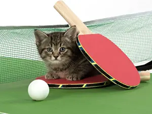 Tennis: Cat Tabby 9 week old kitten on Table Tennis set