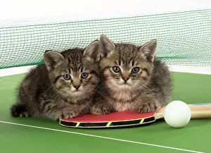 Tennis: Cat Tabby 9 week old kittens on Table Tennis set