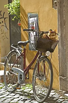 Pavements: Cat - Tabby in bicycle basket
