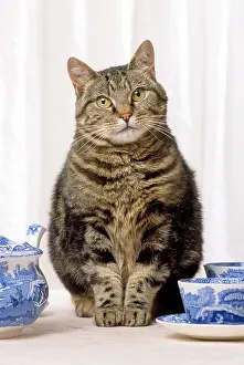 Crockery: Cat - Tabby cat with china