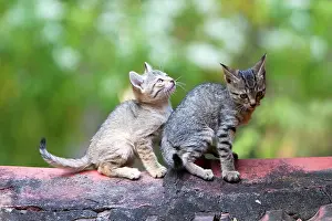 Tile: Cat - Tabby Cat kittens on tile roof